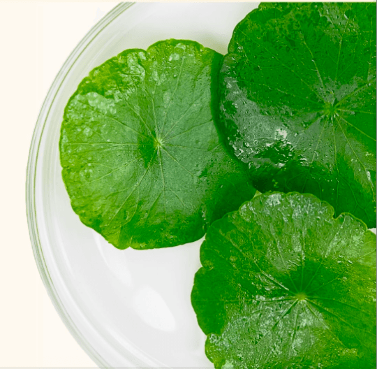 Centella Asiatica Extract